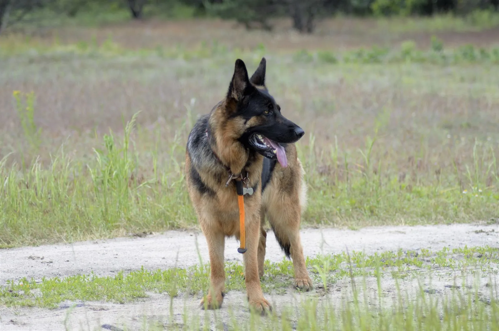 How to Help a Working Dog Adjust to Retirement